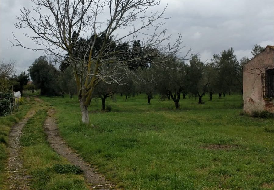 TERRENO AGRICOLO – TRAV. VIA DEL PROGRESSO- NICASTRO